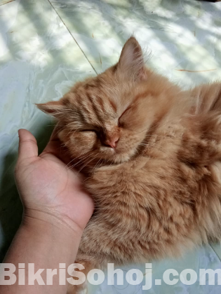 original Persian cat sale post